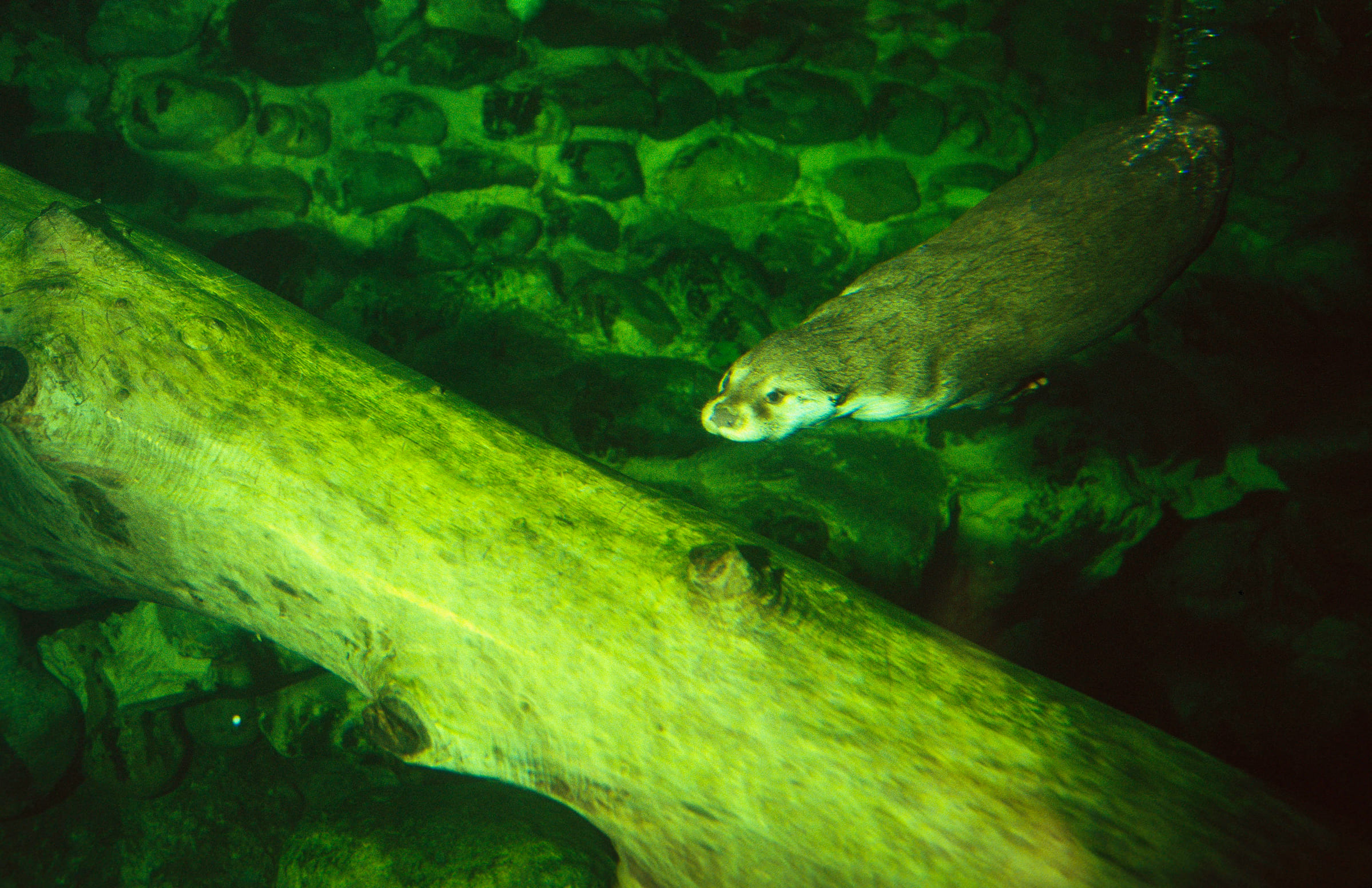 Une loutre sous l'eau