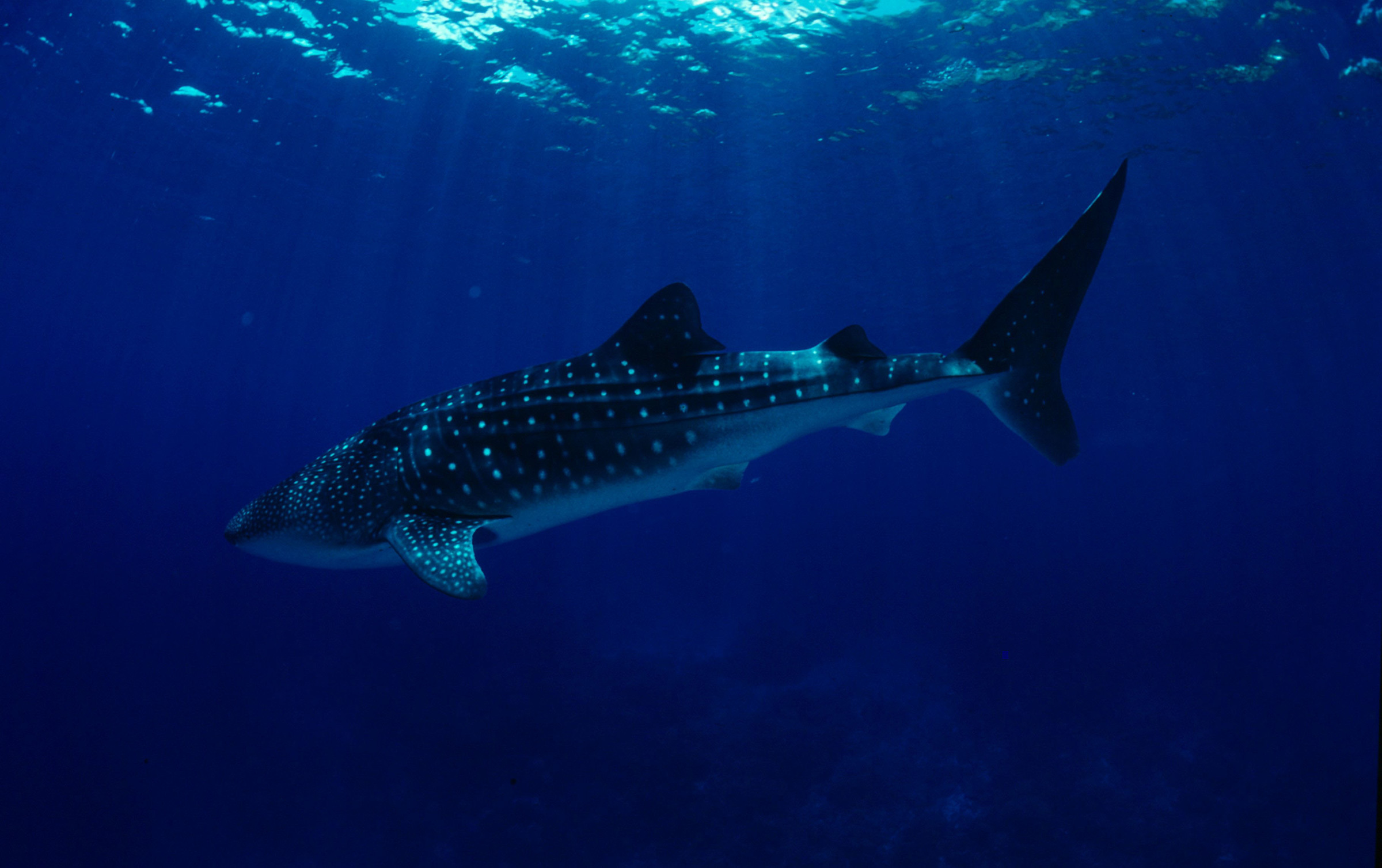 Un requin-baleine