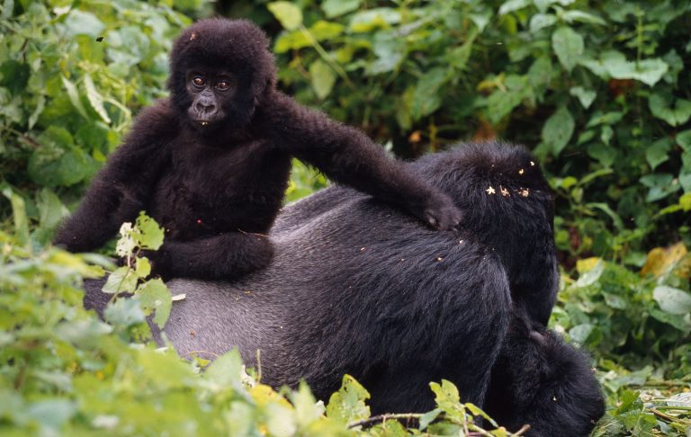 Une jeune gorille de montagne sur le dos gris argenté d'un adulte