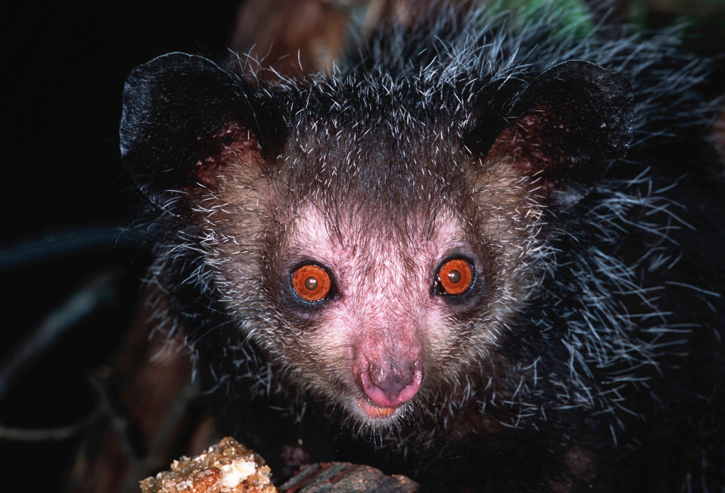 Un aye-aye