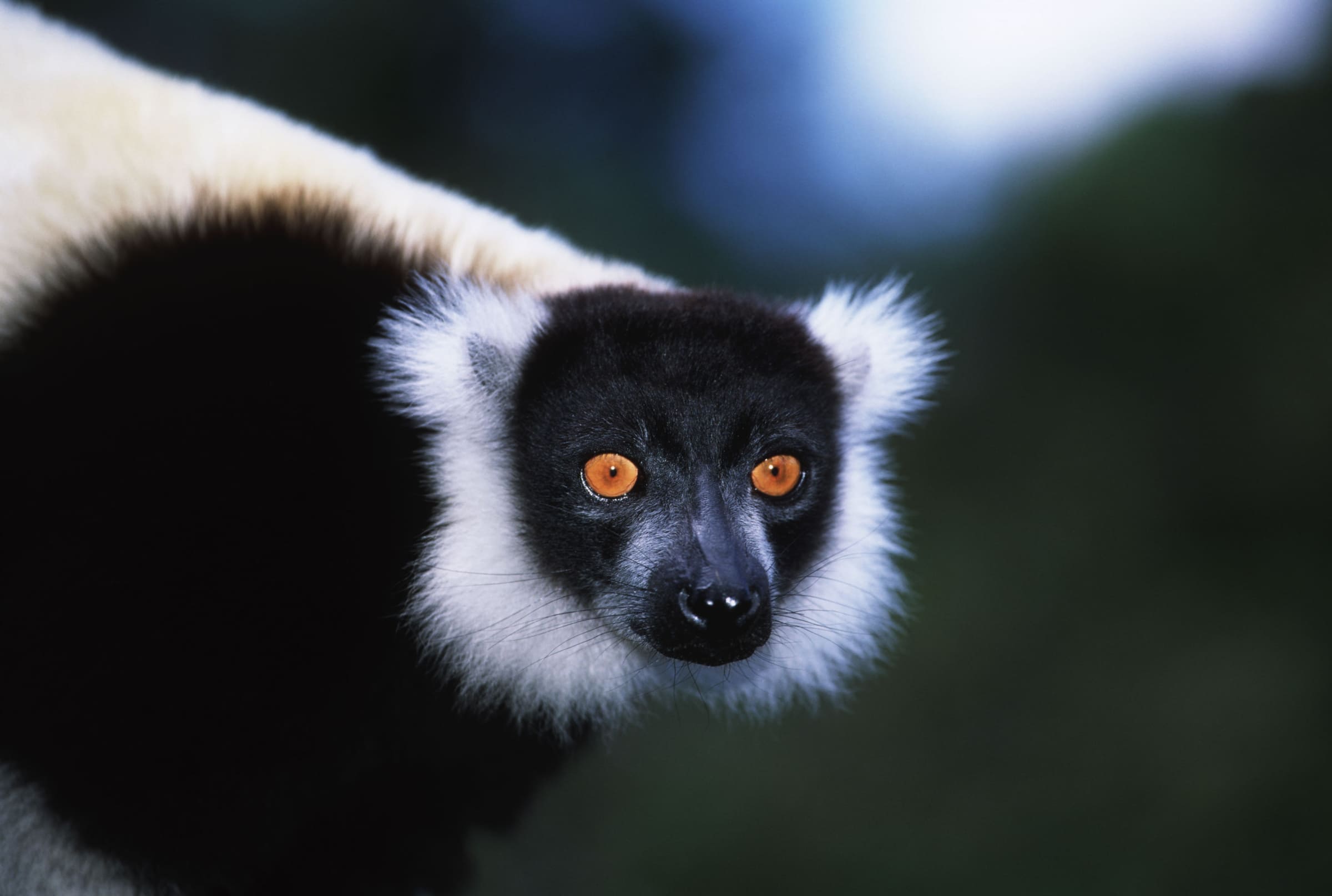 Le Vari noir et blanc