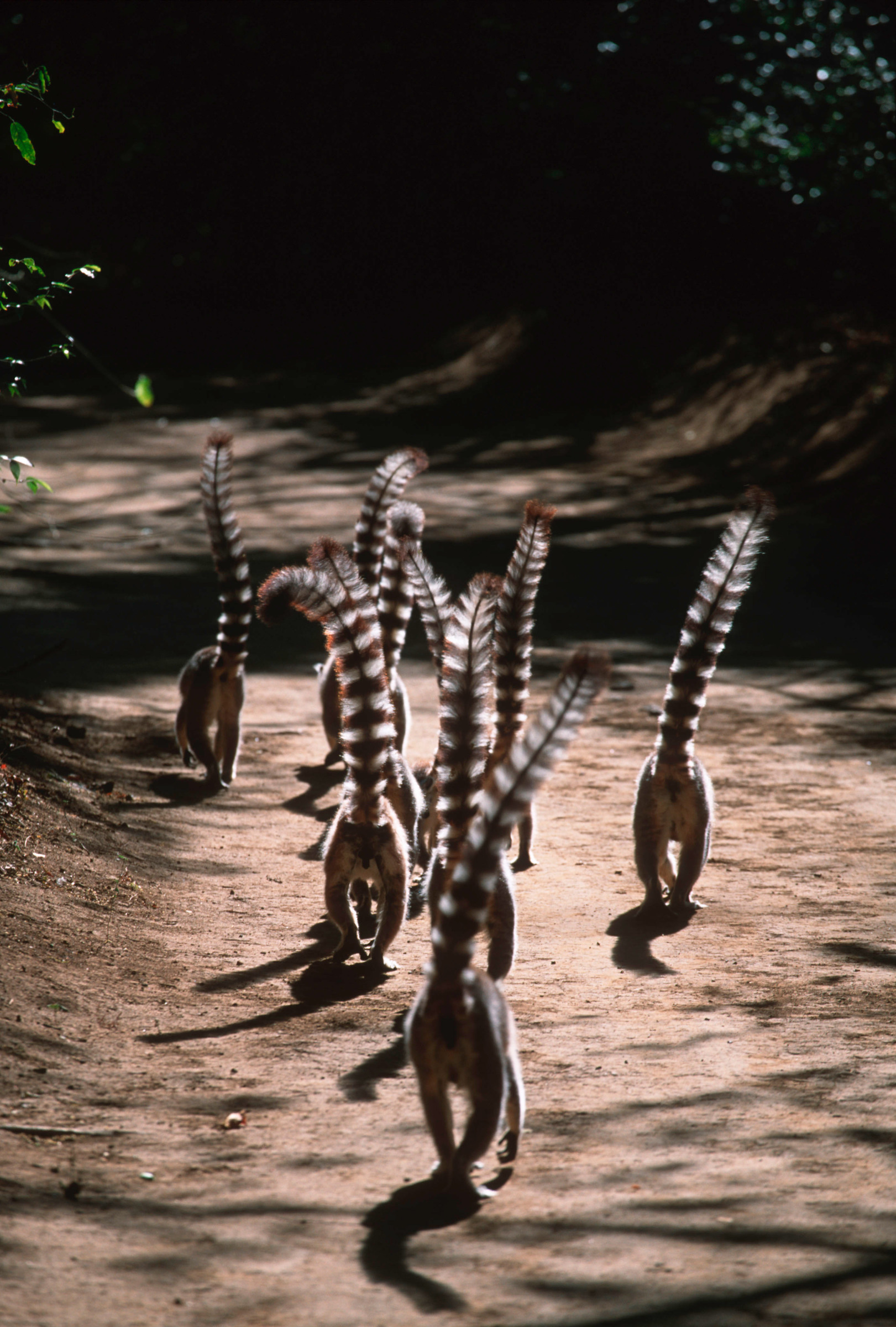 Lemuri catta a spasso in gruppo