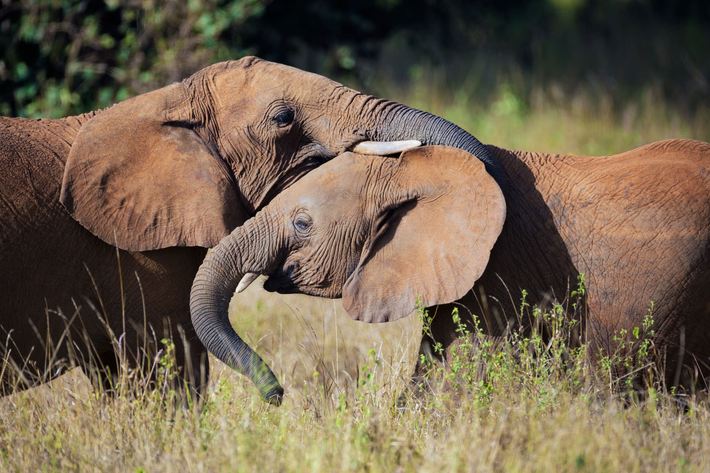 Deux éléphants d'Afrique