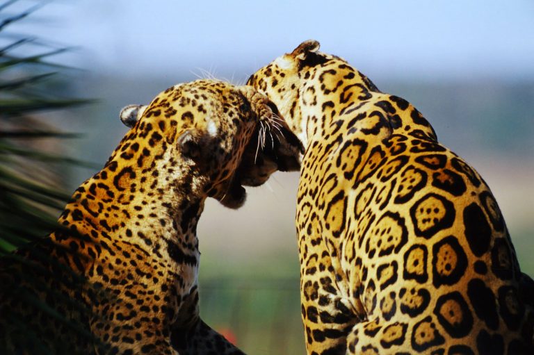 Zwei Jaguare