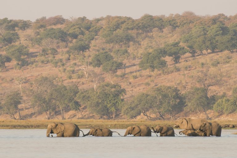 Elefanti africani attraversano un fiume.