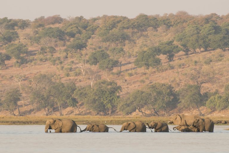 Des éléphants d'Afrique traversant une rivière