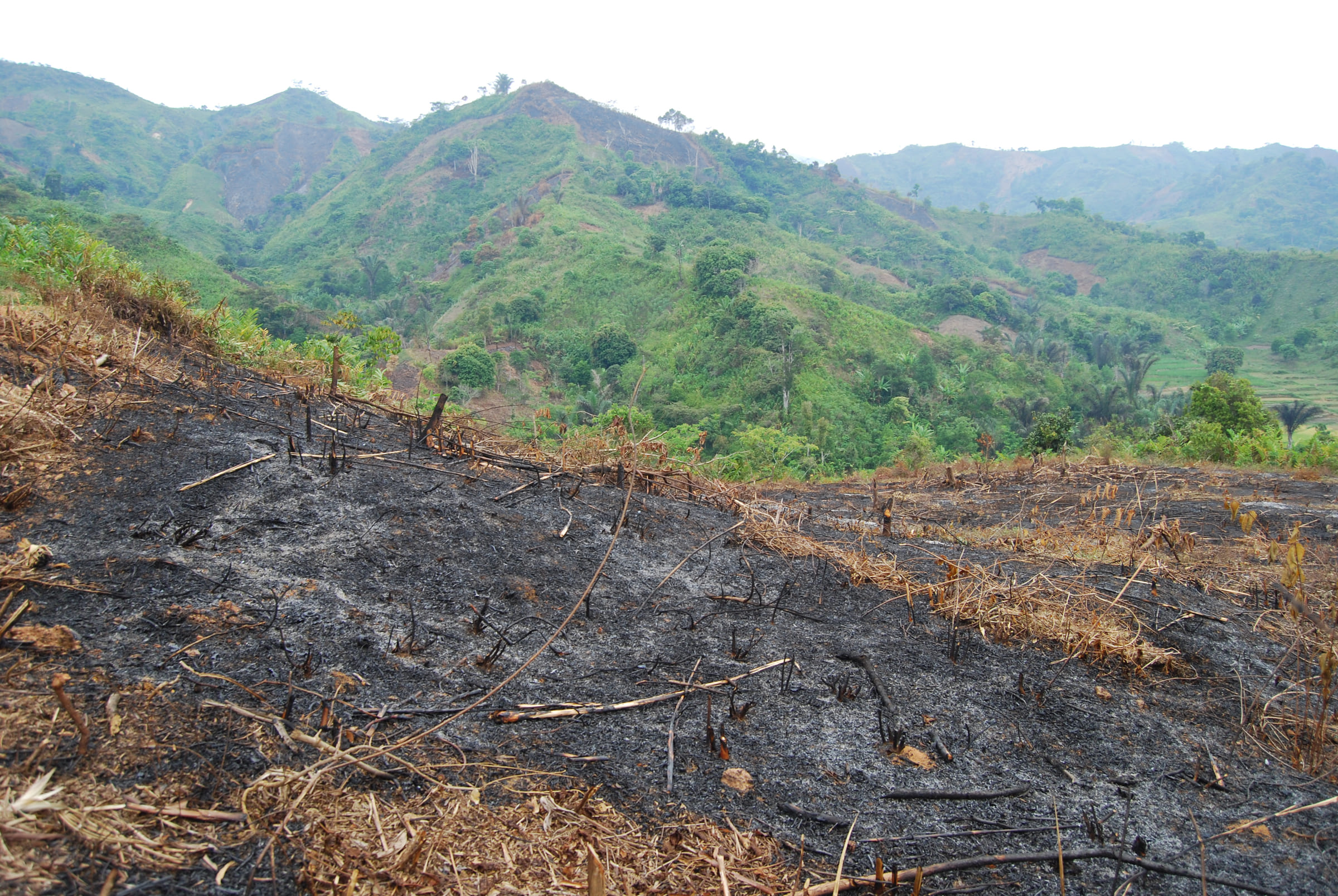 Abgebrannter Wald auf Madagaskar