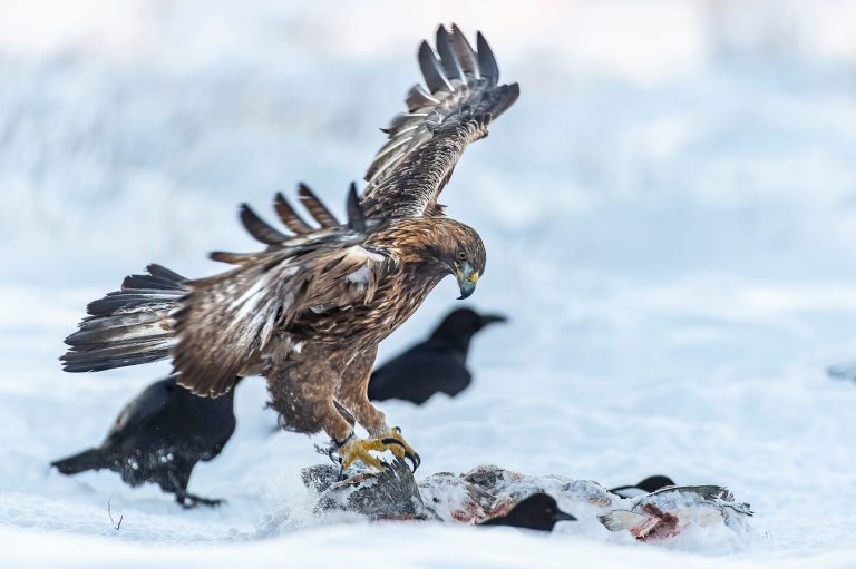 Un aigle royal attrape un poisson.