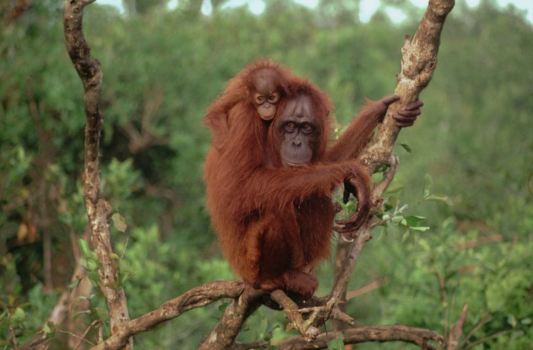 Orang-Utan-Mutter mit Jungem