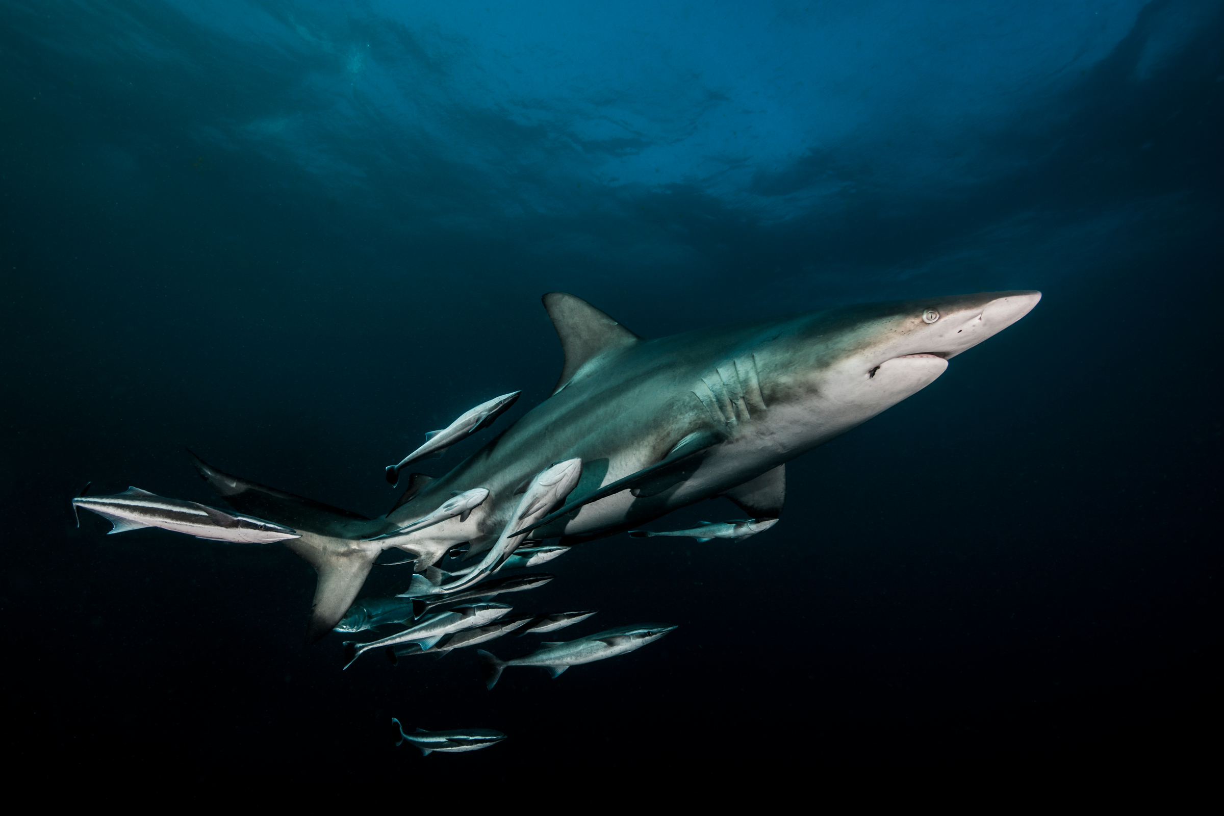 Requin bordé, Afrique du Sud