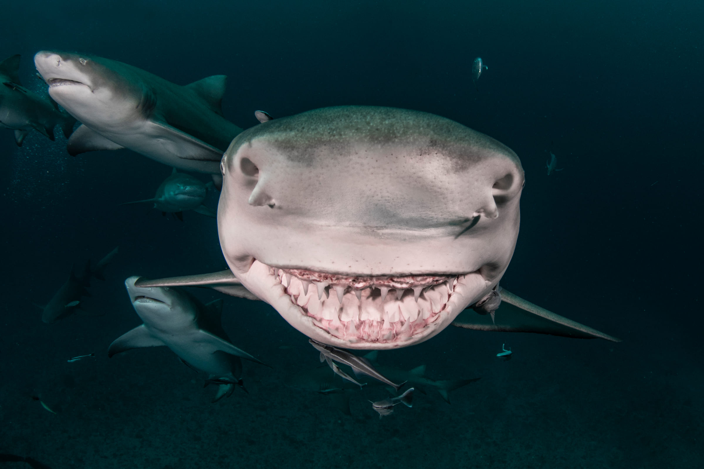 Denti di uno squalo limone