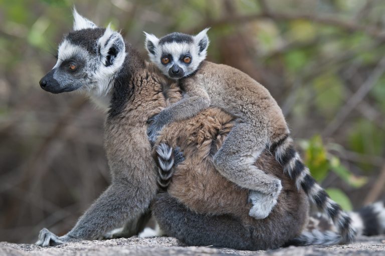 Une femelle maki catta et son petit