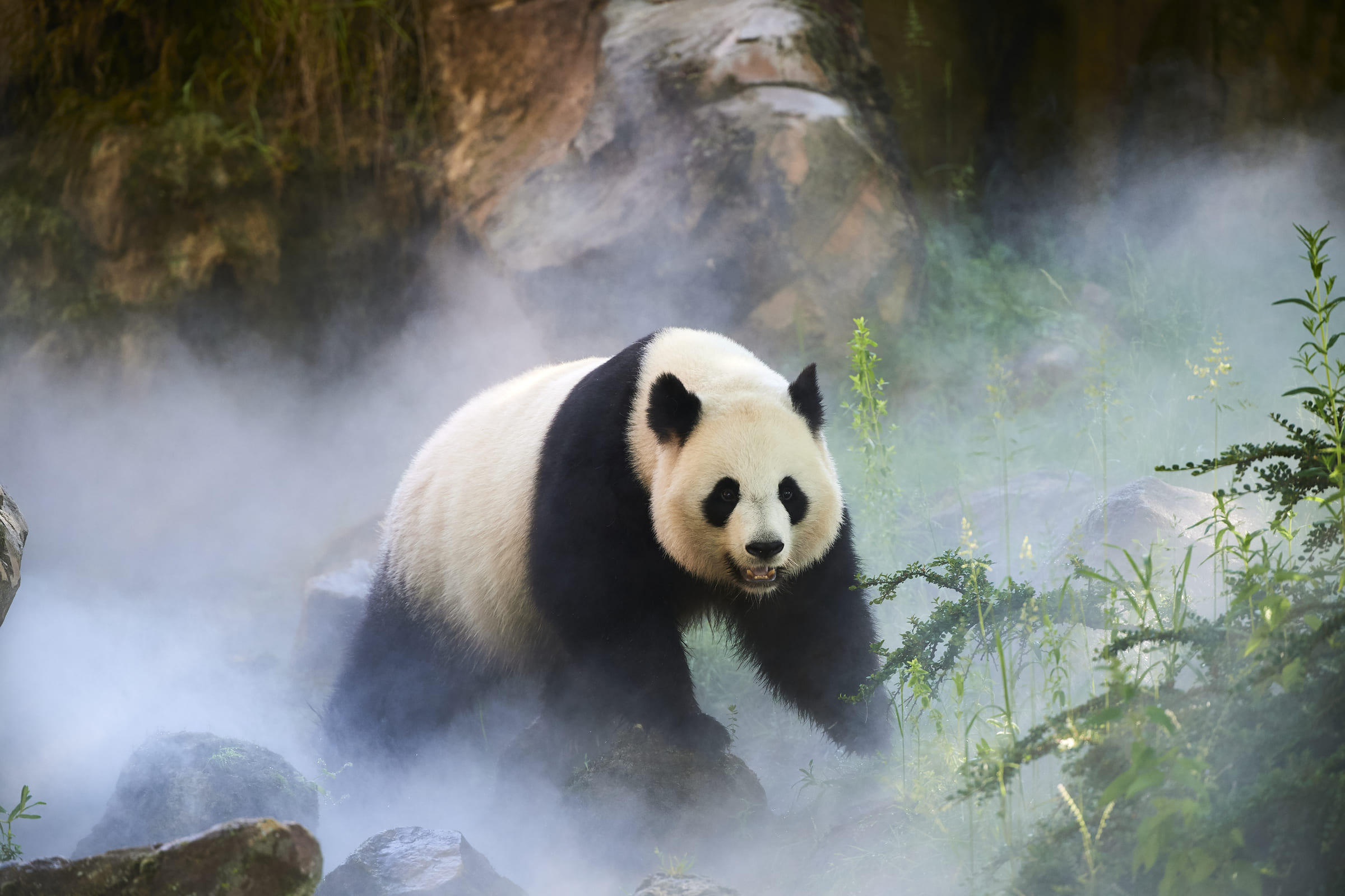 Un panda géant dans le brouillard