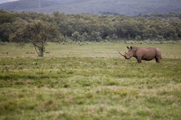 Rhinocéros blanc