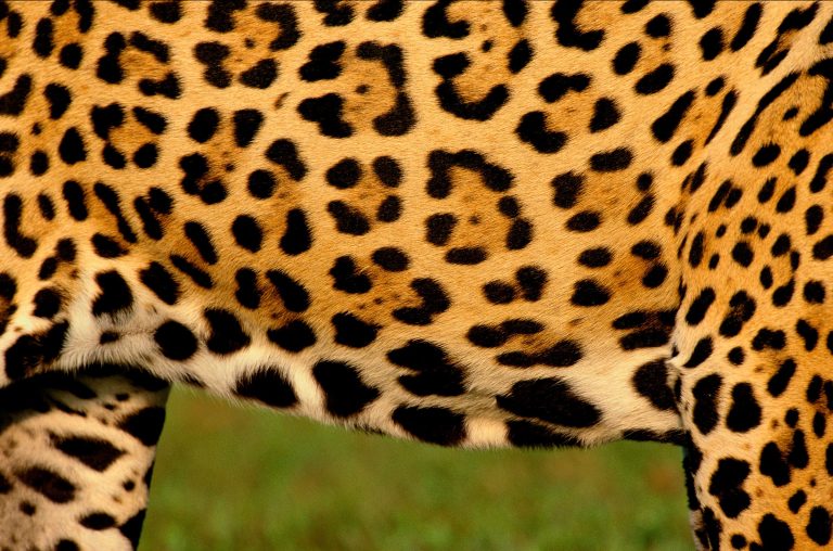 Jaguarfell