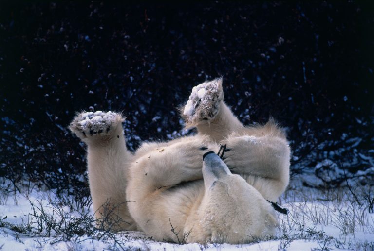 Un ours blanc sur le dos