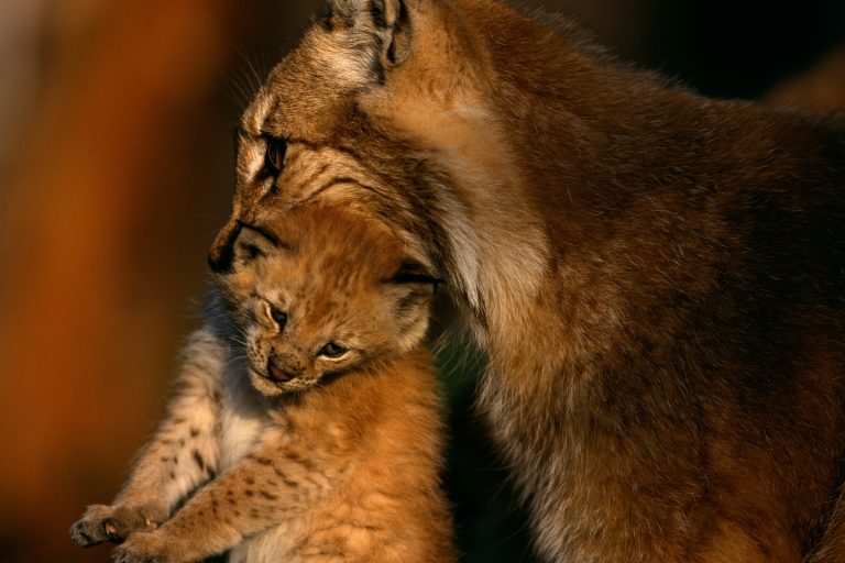 Mamma di lince eurasiatica con il cucciolo