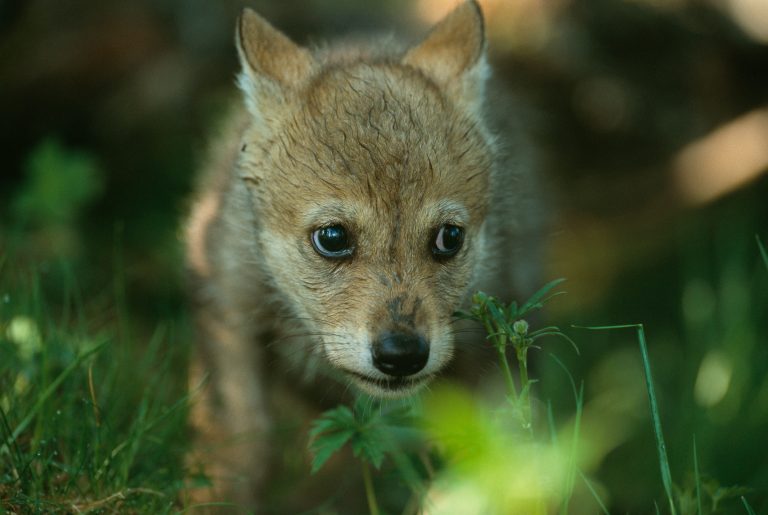 Cucciolo di lupo in Norvegia