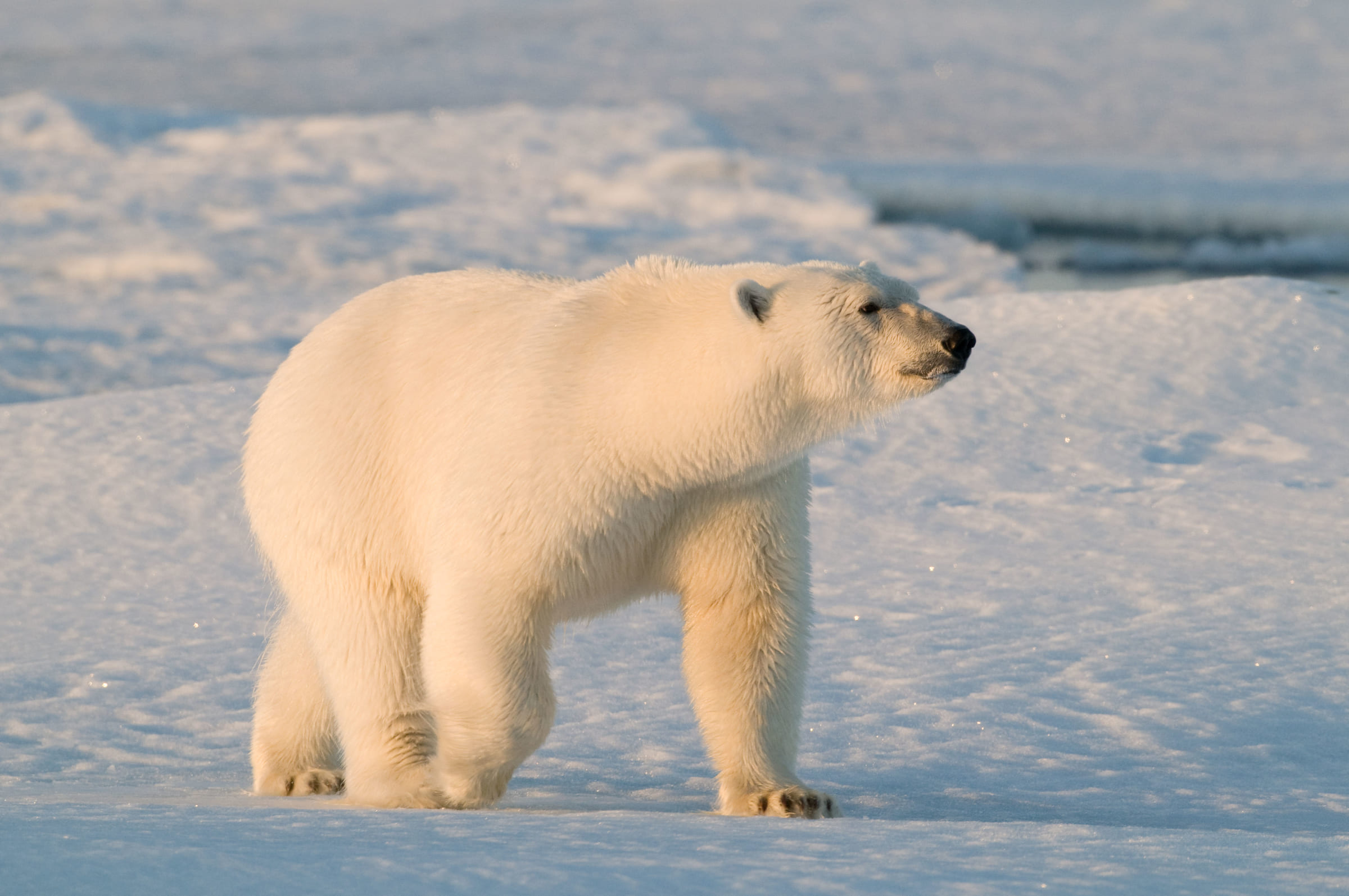 Orso polare nella neve