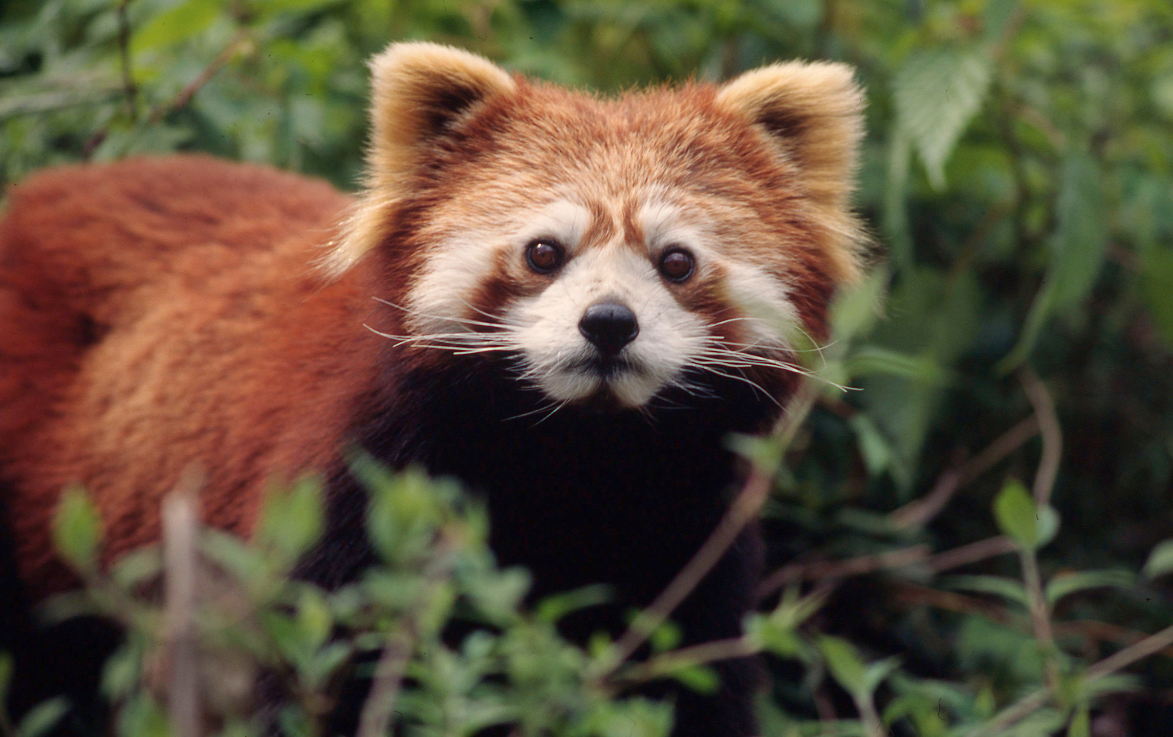 Un panda roux de face