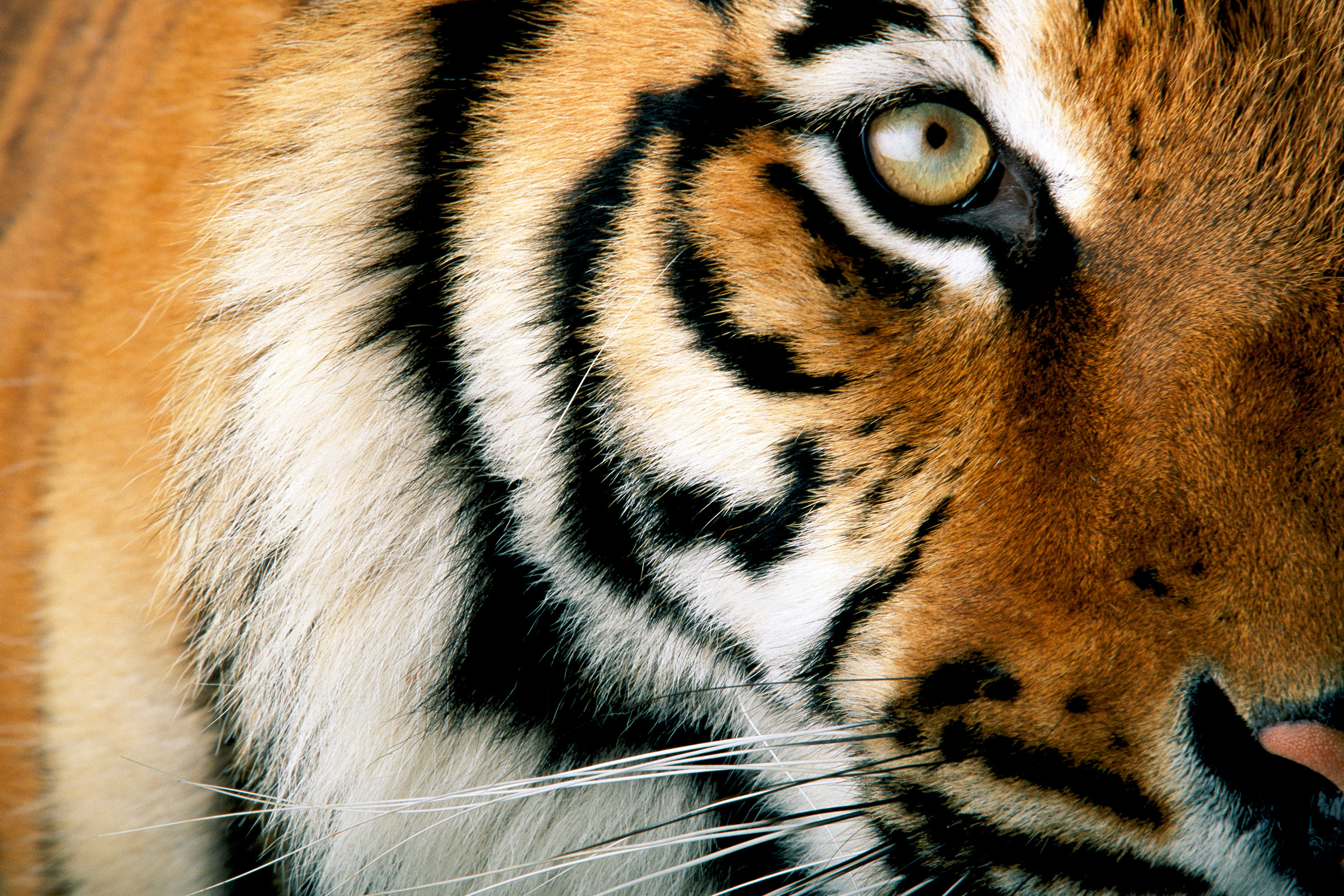 Gros plan d'un visage de tigre