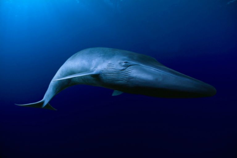 Baleine bleue en Californie