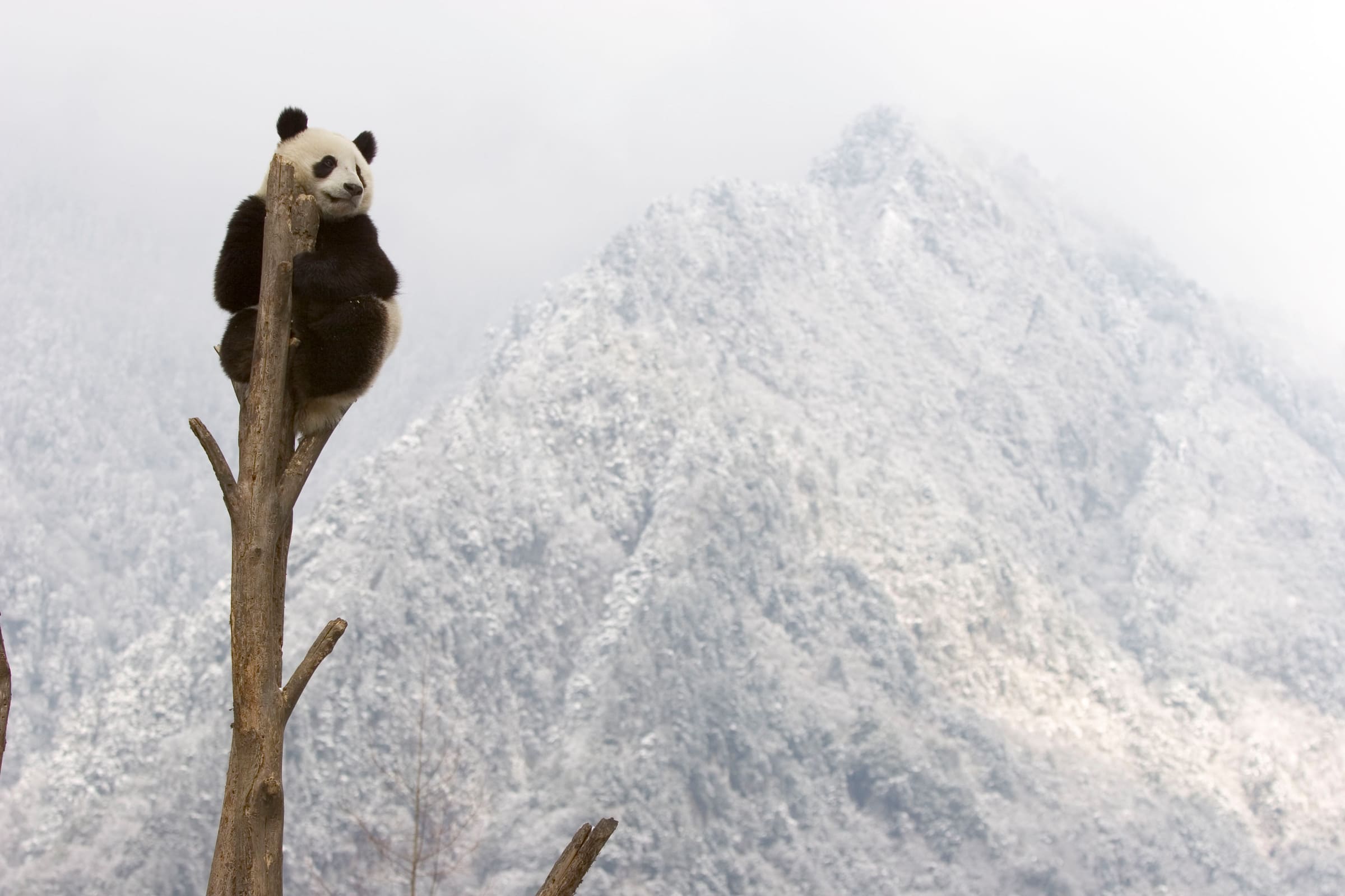 Grosser Panda auf einem Baum