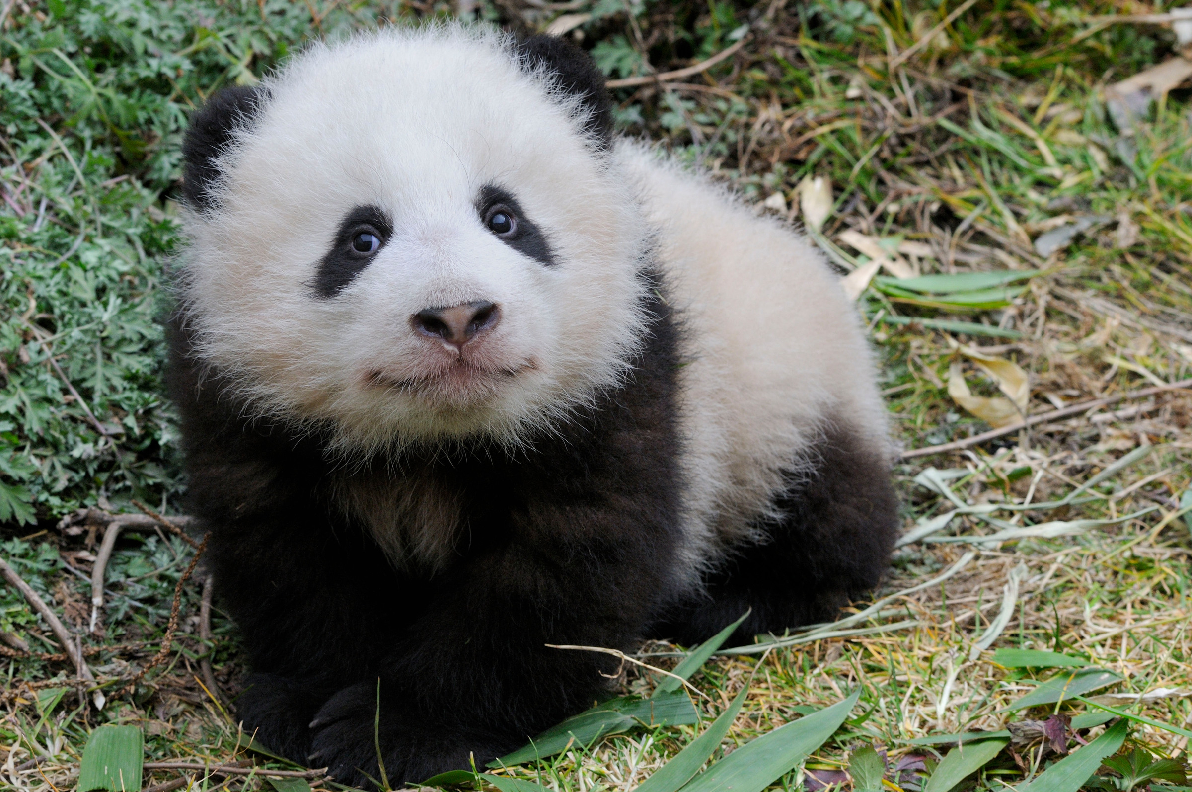 Tierlexikon: Grosser Panda WWF Panda Club Tierlexikon: Grosser Panda WWF Panda Club