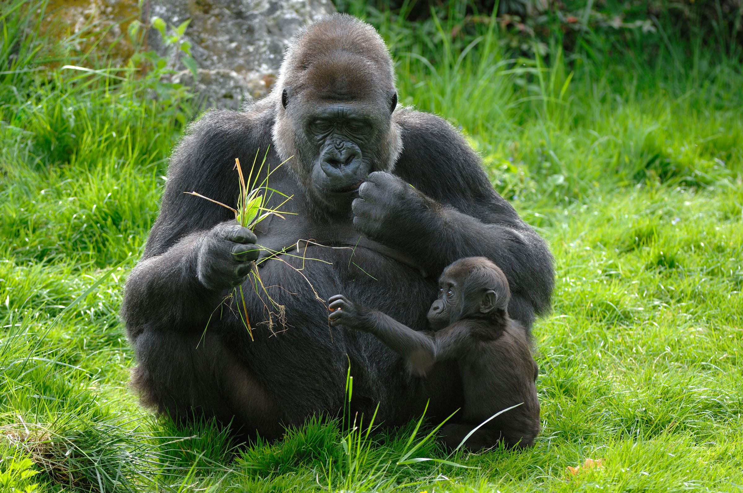 Tierlexikon Gorilla WWF Panda Club
