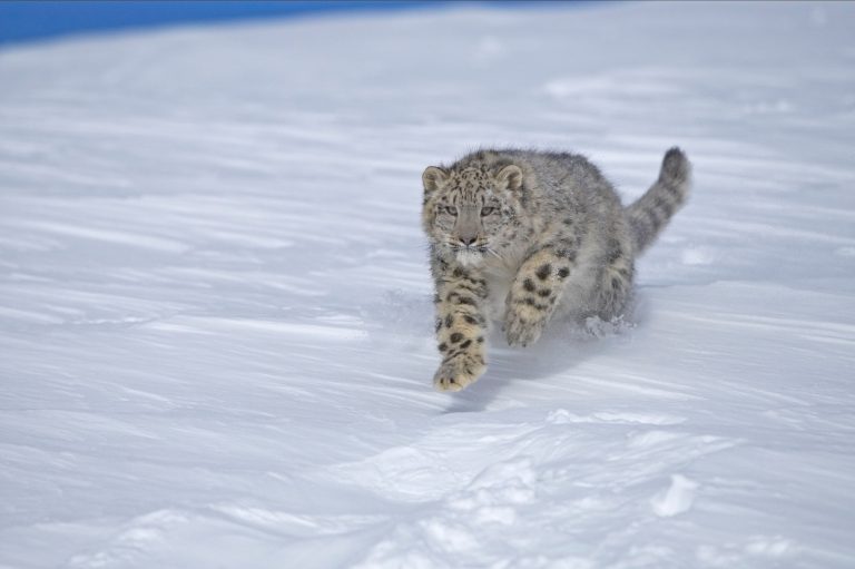 Un léopard des neiges court dans la neige