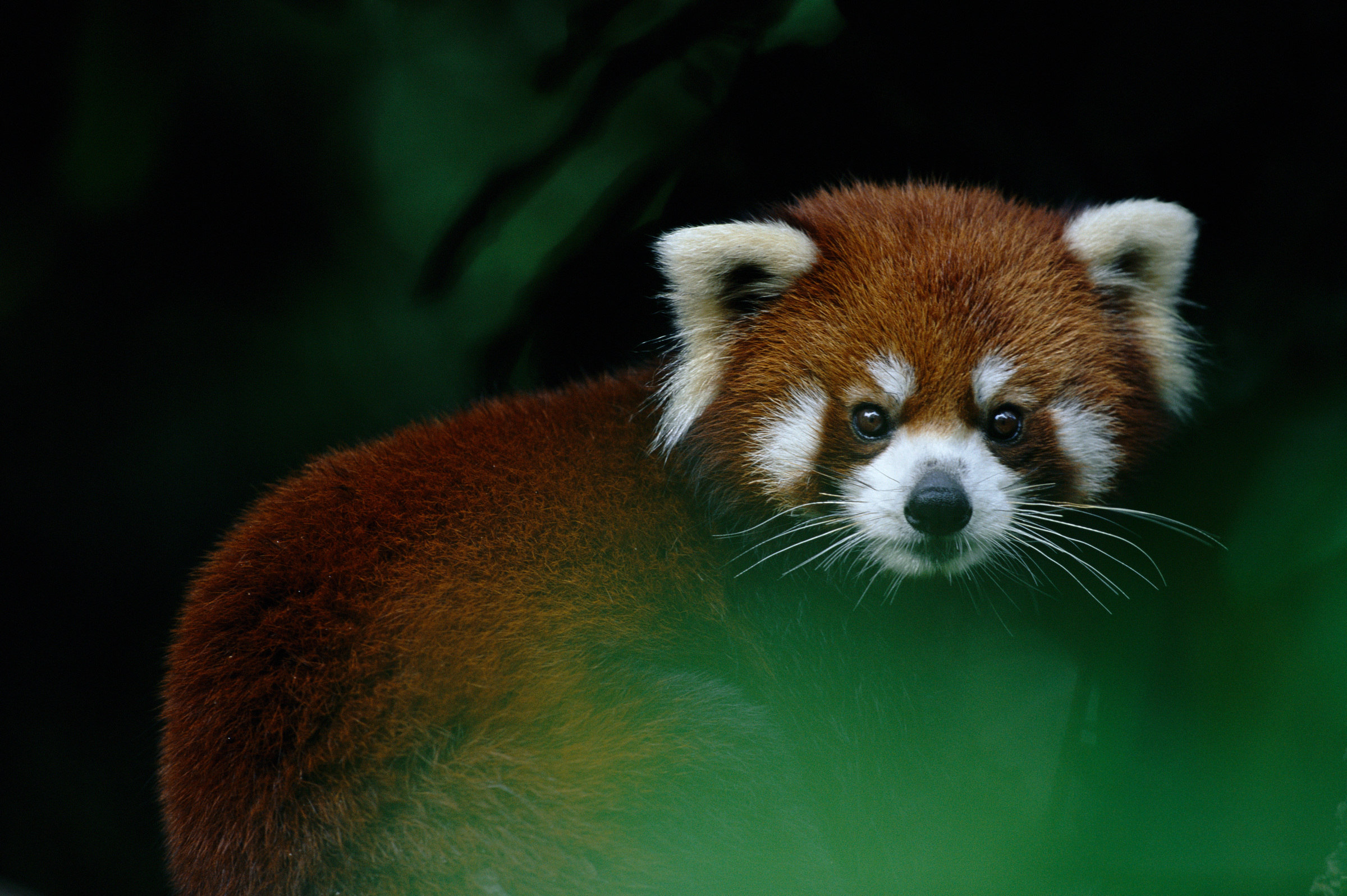 Giovane panda rosso