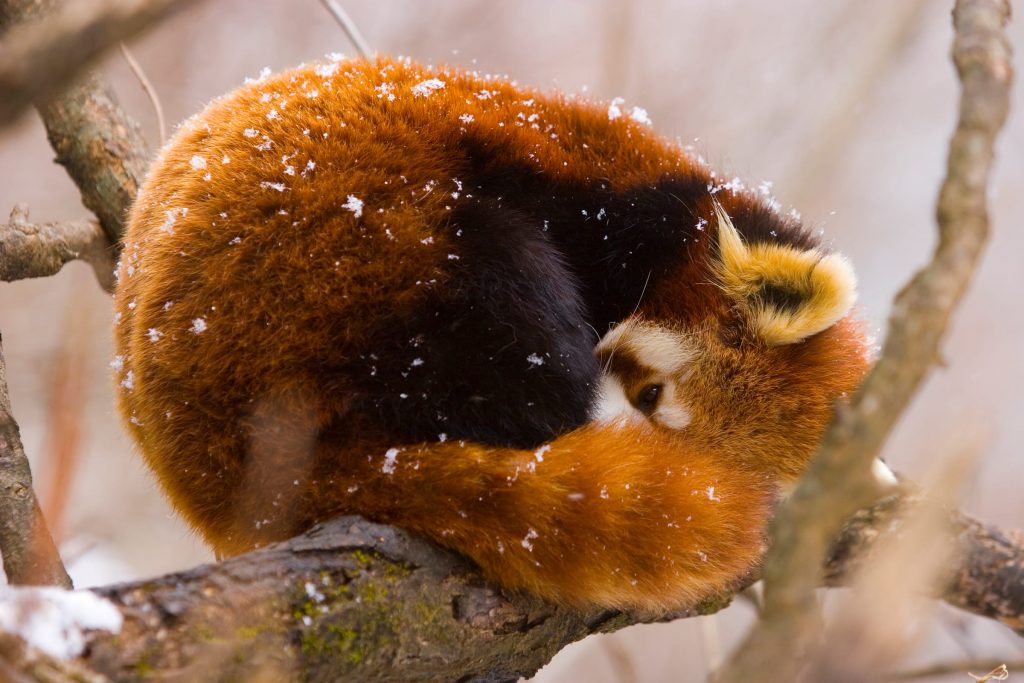 Tierlexikon: Roter Panda – WWF Panda Club