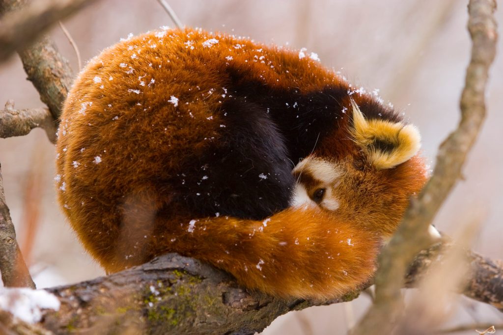 Tierlexikon Roter Panda WWF Panda Club