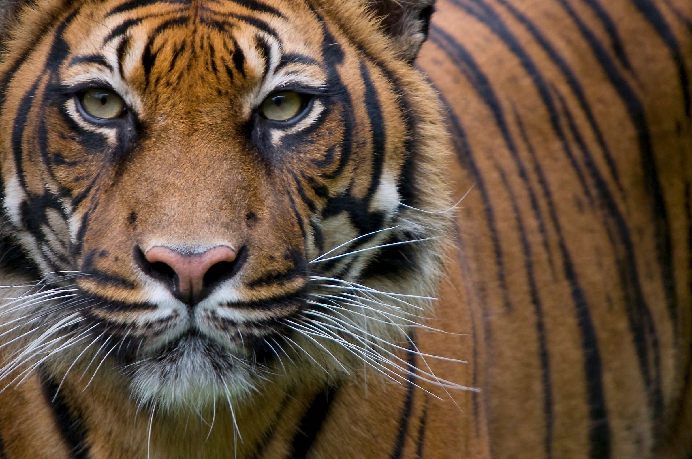 Tierlexikon: Tiger – WWF Panda Club