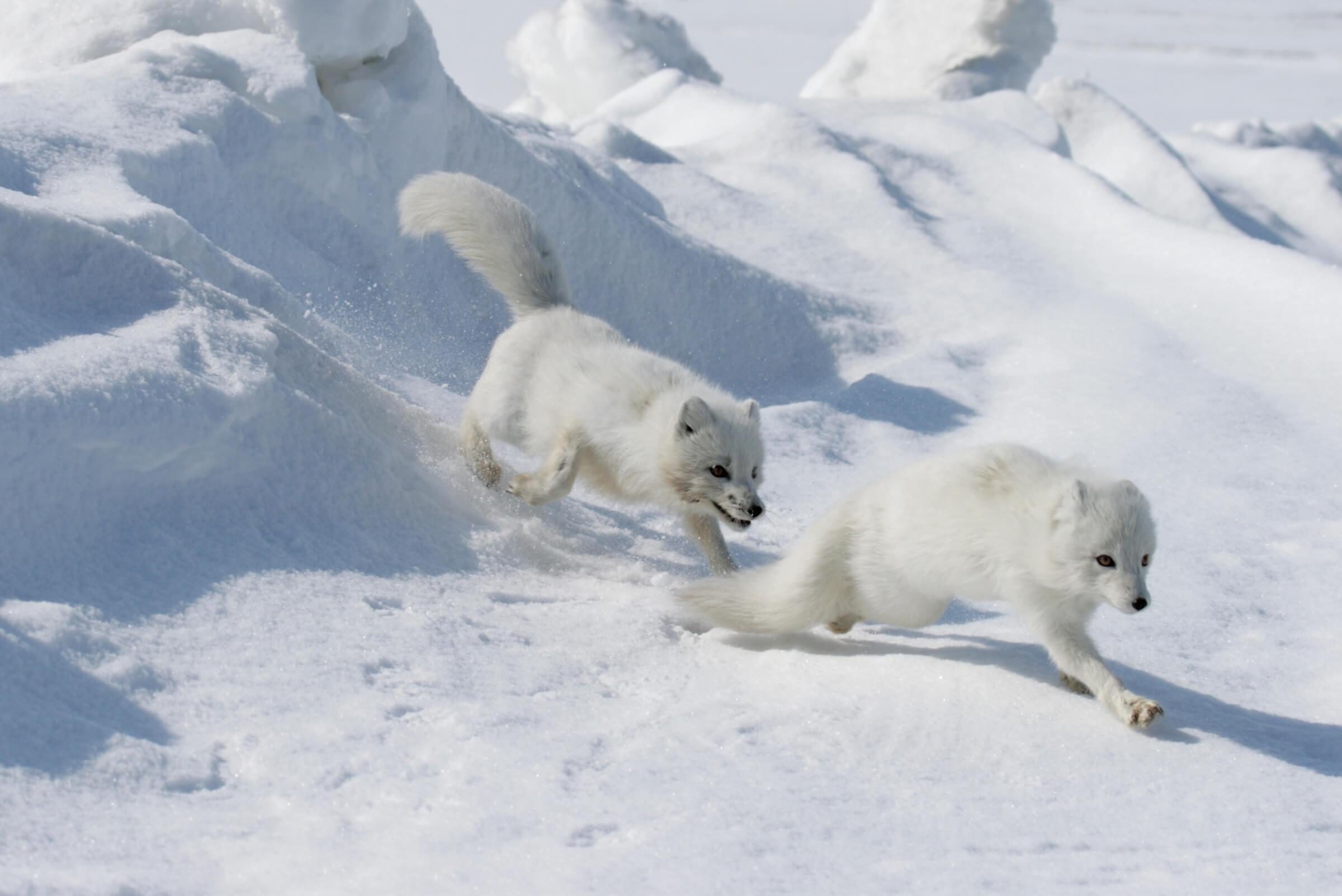 Deux renards polaires courent dans la neige.