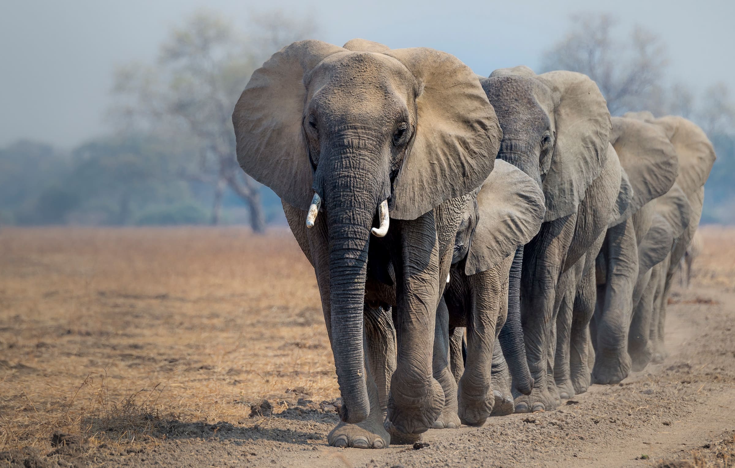 Une troupe d'éléphants