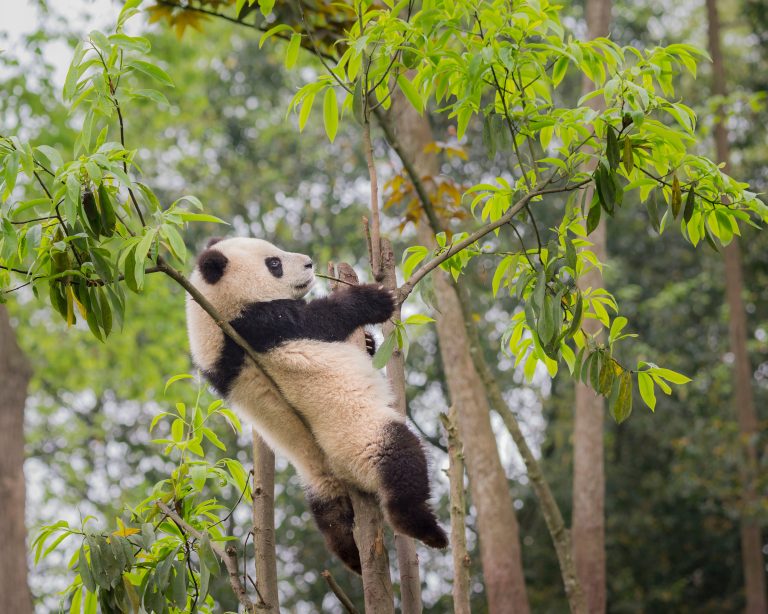 Grosser Panda, Sichuan, China