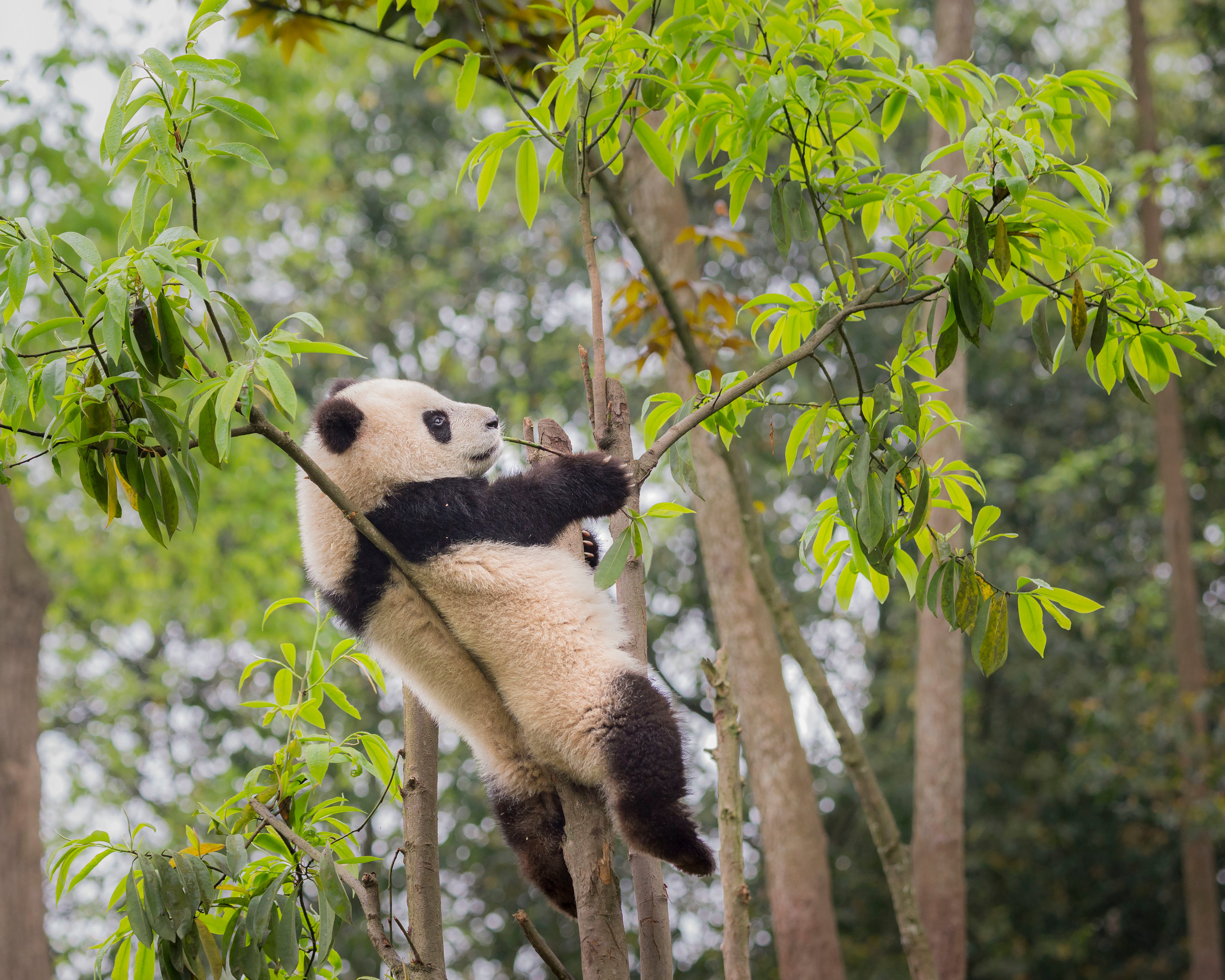 Un panda géant dans la province du Sichuan, en Chine