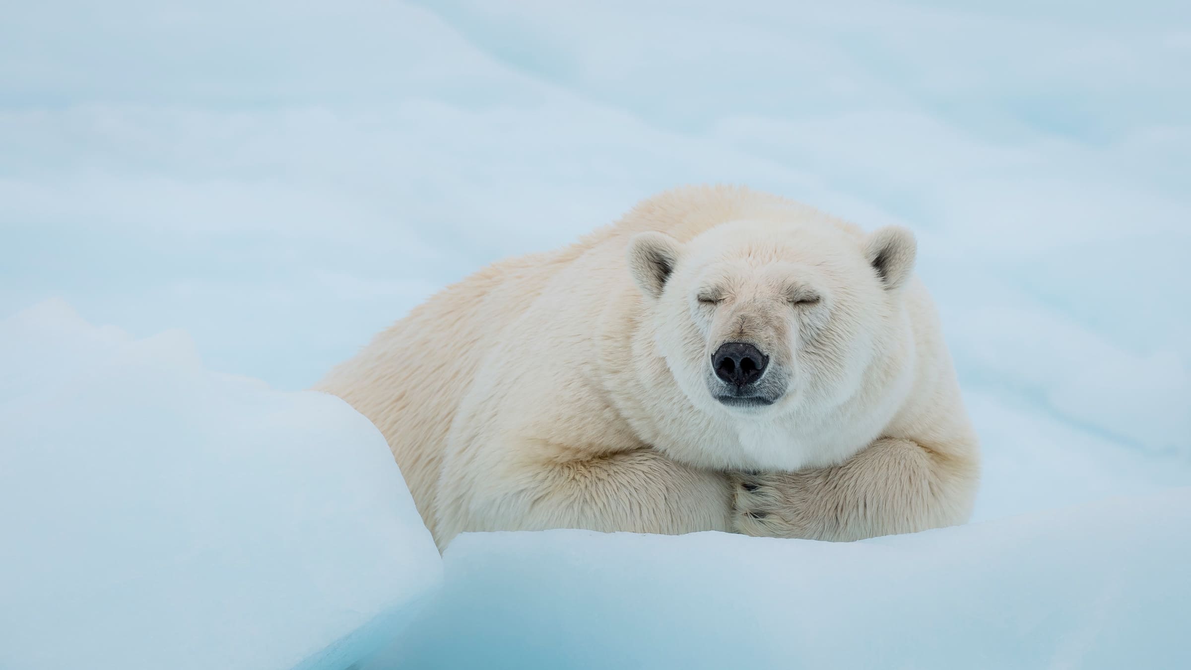 Un ours polaire dormant dans la neige