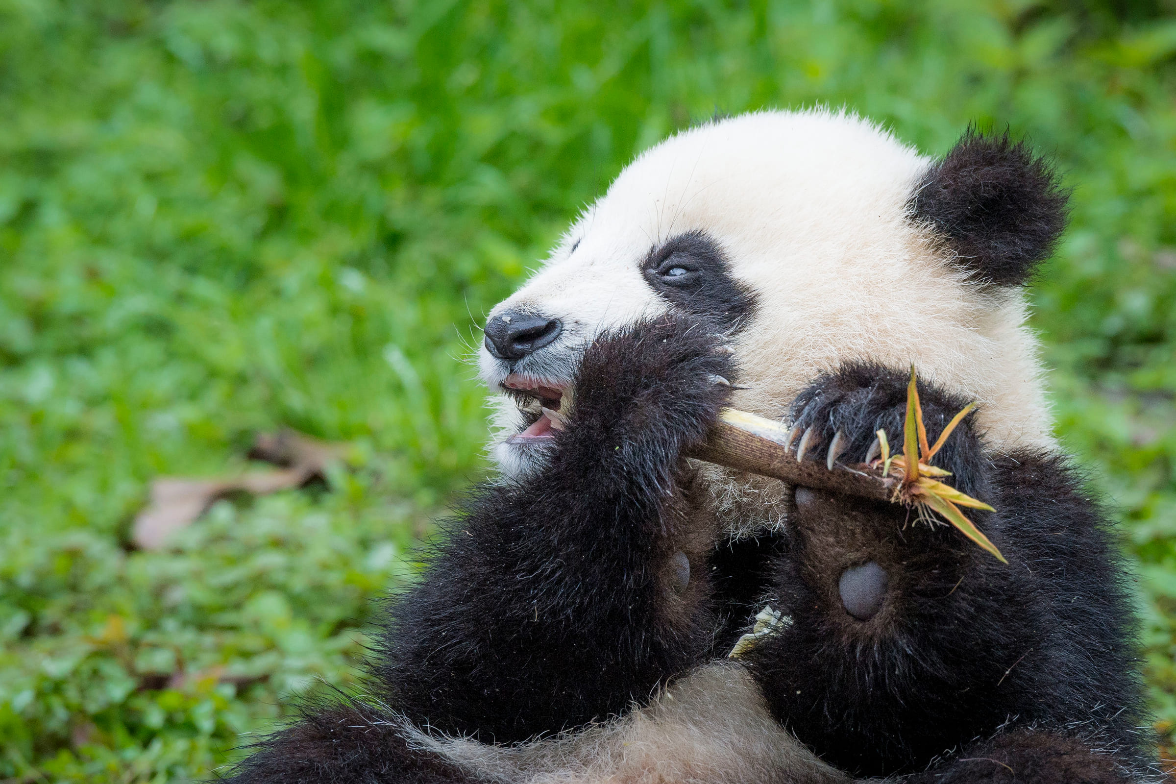 Tierlexikon Grosser Panda WWF Panda Club