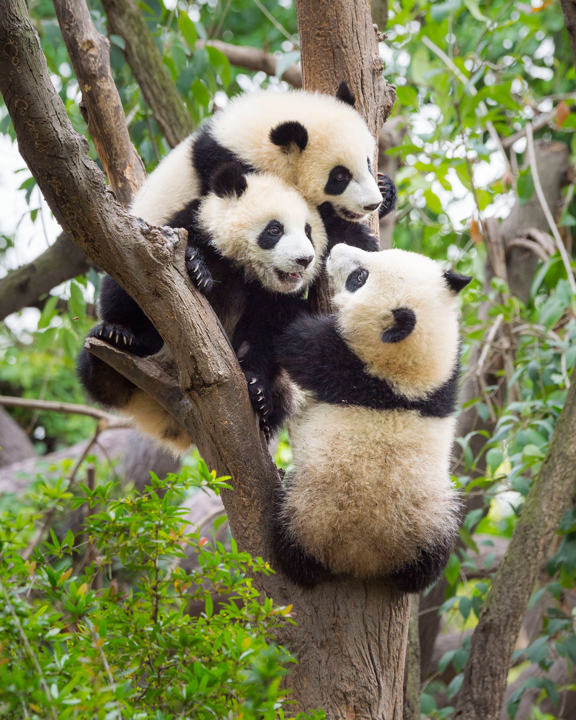 Trois jeunes pandas géants sur un arbre