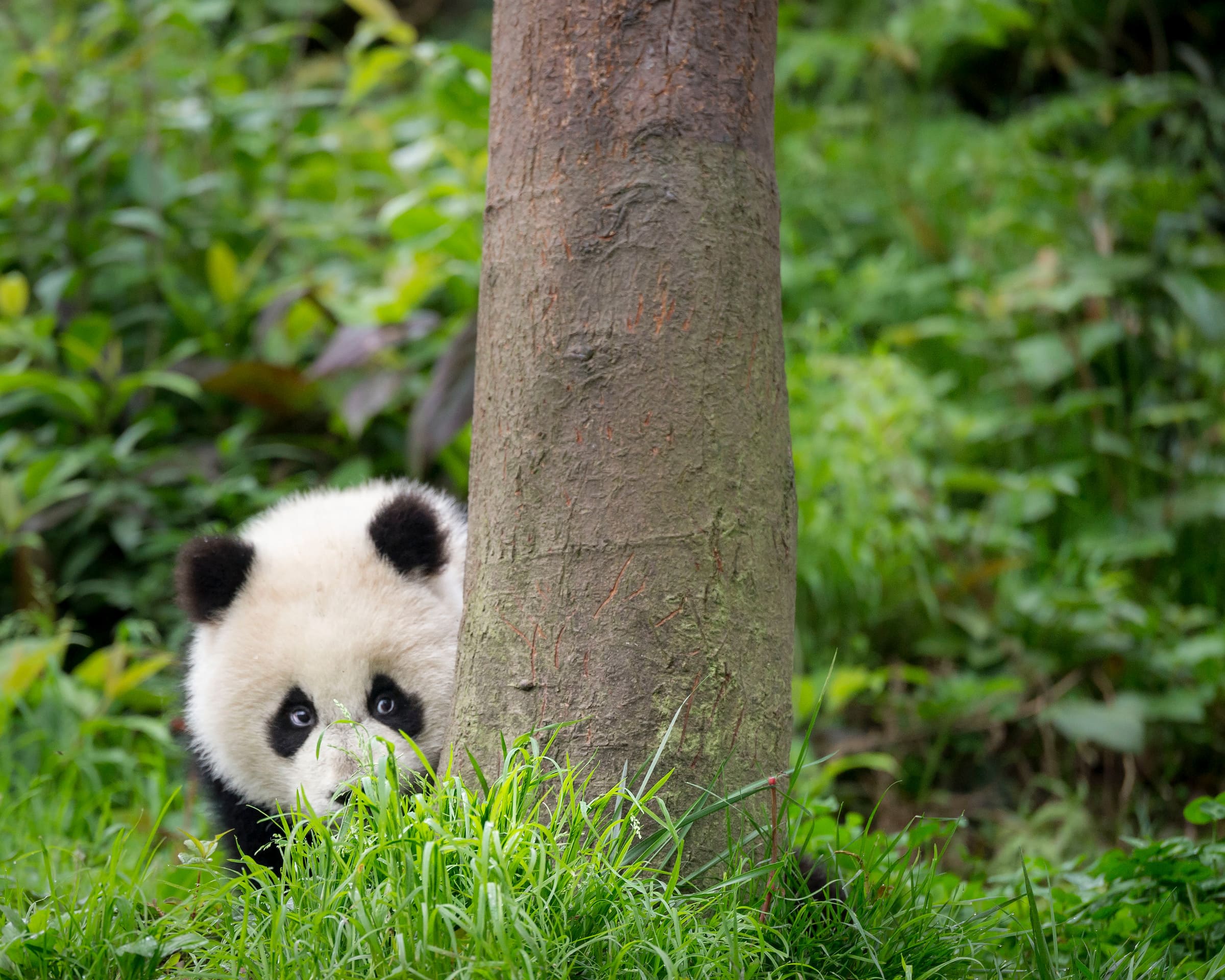 Cucciolo di panda gigante dietro a un albero.