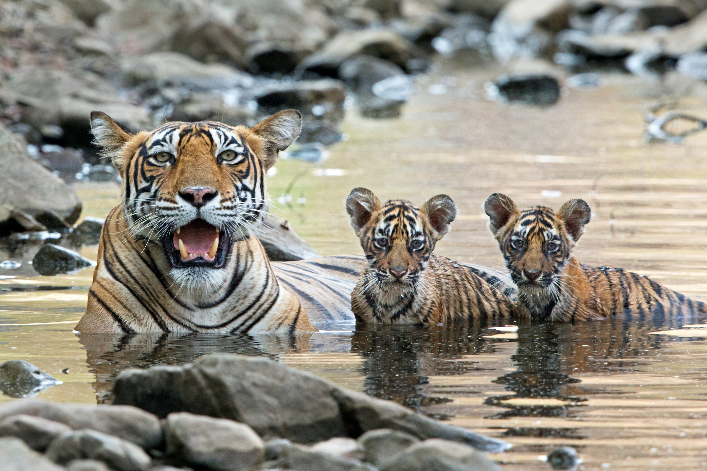 Mamma tigre con i piccoli