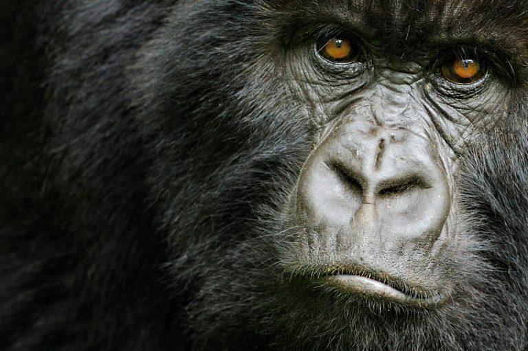 Berggorilla-Weibchen in Ruanda