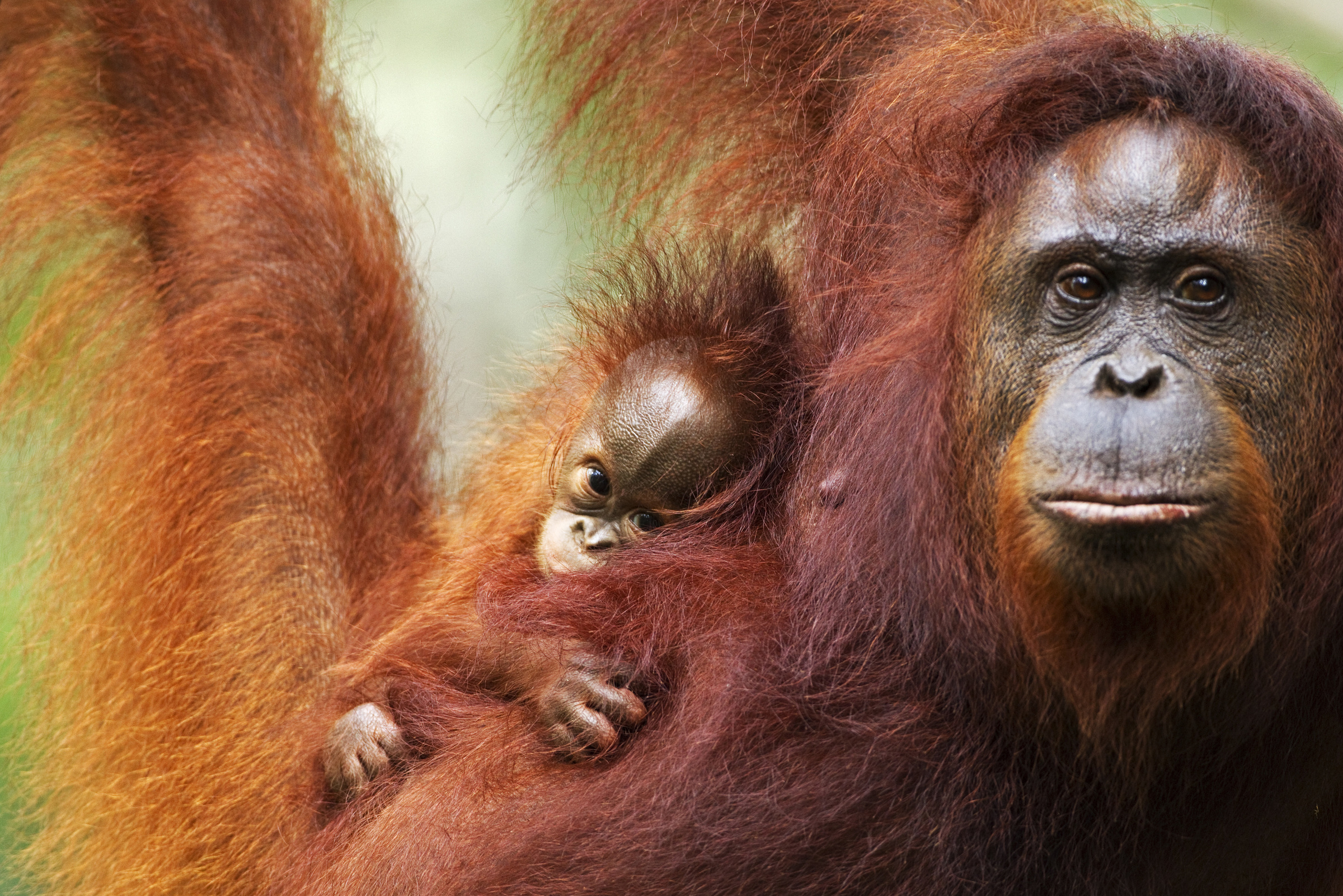 Tierlexikon: Orang-Utan – WWF Panda Club