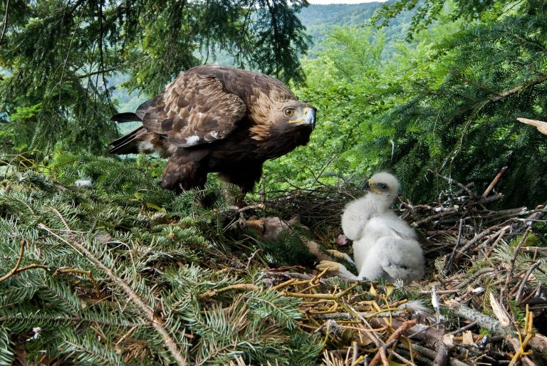 Steinadler mit Jungtier