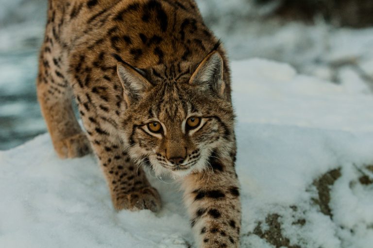 Eurasischer Luchs im Schnee