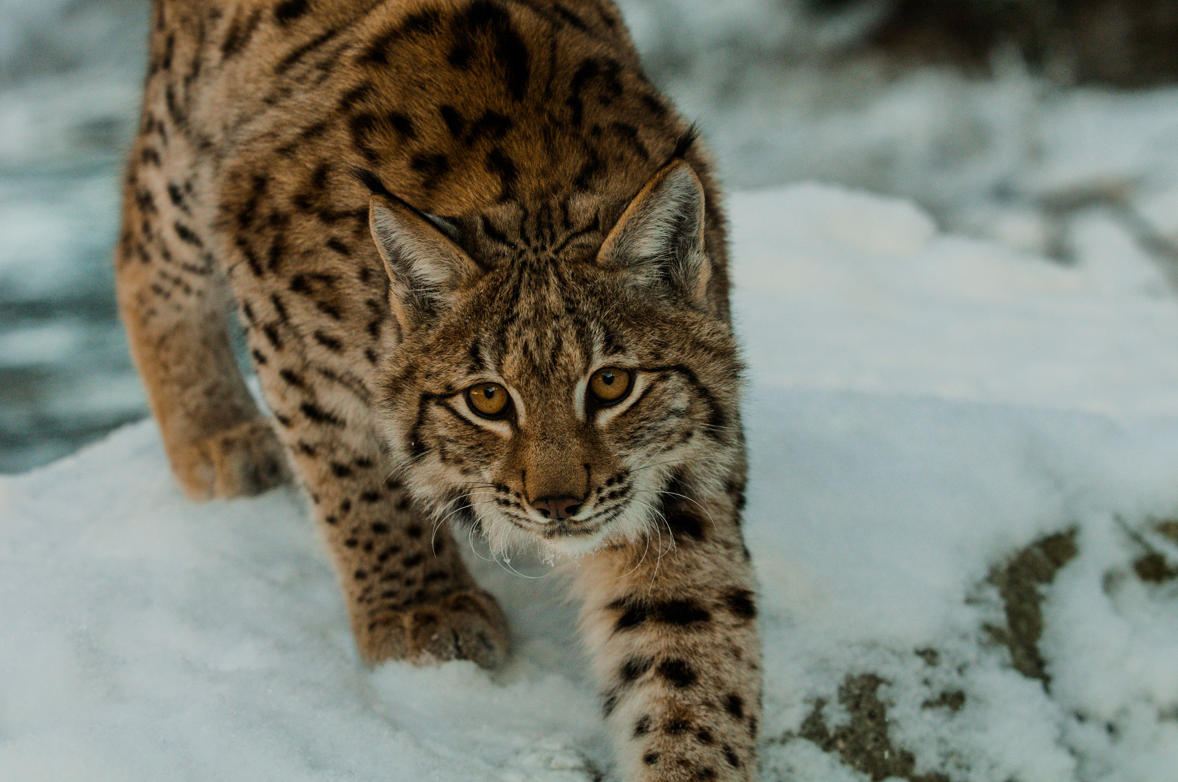 Un lynx d'Eurasie dans la neige