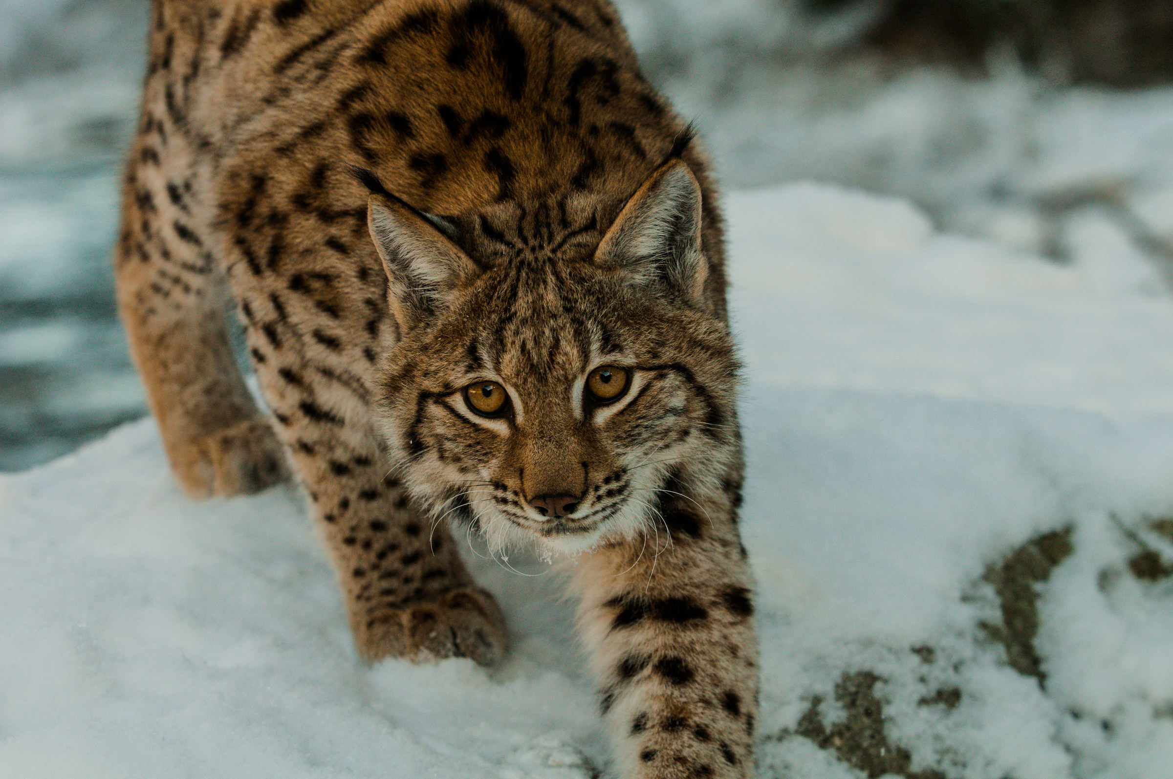 Lince eurasiatica nella neve