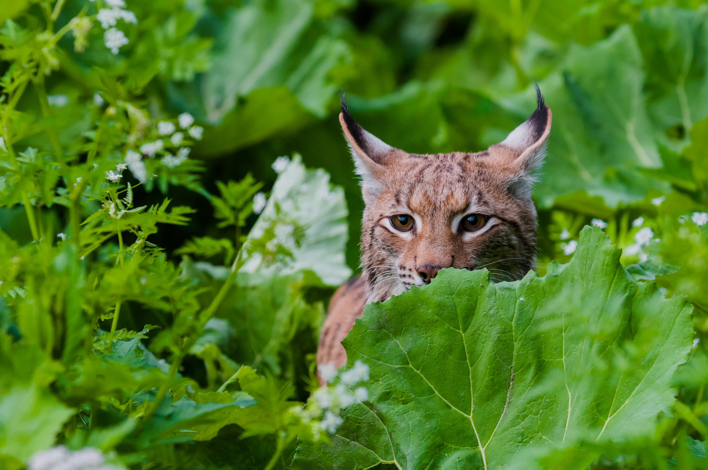 Un lynx d'Europe caché dans les herbes